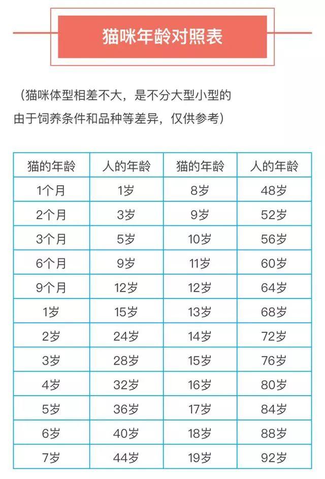 猫一般可以活多久，猫一般可以活多久呢（猫咪的“生命”有8个阶段）