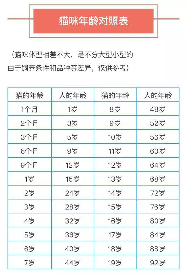 猫一般可以活多久，猫一般可以活多久呢（猫咪的“生命”有8个阶段）