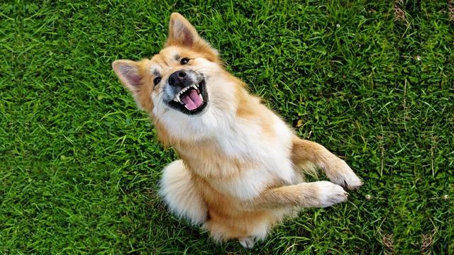 怎么训练狗狗听话，掌握了这8个技巧（让狗狗听话的训练方法）