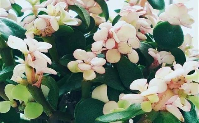 12个街头常见骗术，这些花市门口的骗术