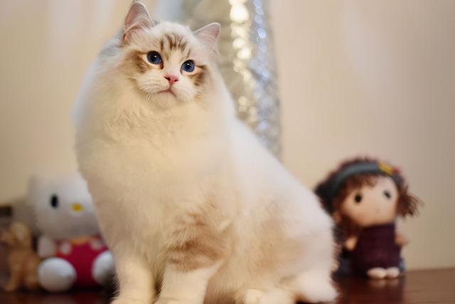 什么猫比较温柔粘人又好养，养猫首选这几种猫
