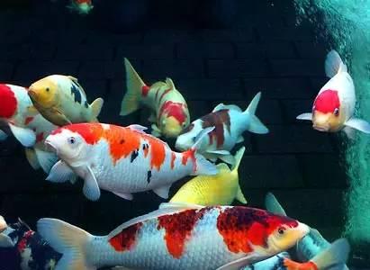 寿命最短的动物，寿命最短的十种动物是什么（世界八大寿命最短的动物）