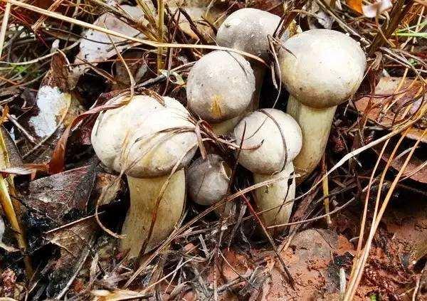 常见的十种食用菌，分享几种可以食用的菌