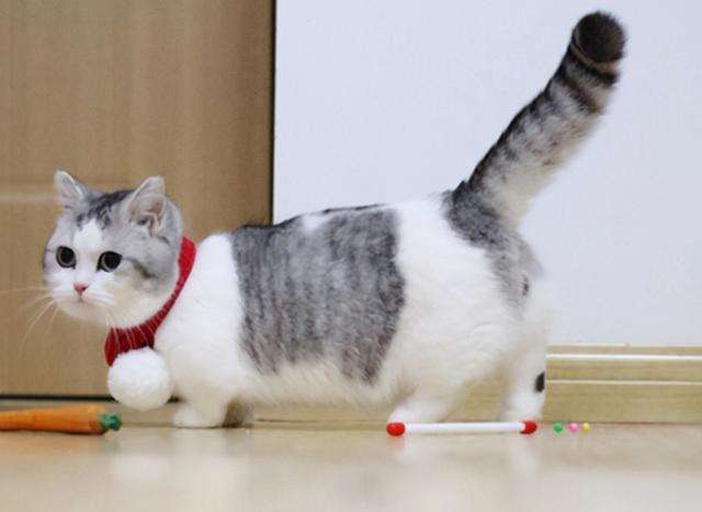 最不建议养的10种猫，这几种猫越养越心累