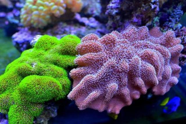 寒武纪时期出现的生物，这个5.14亿年前的生物