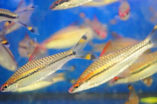 湖南特色之一好吃又下饭的火焙鱼是怎么做成的，湖南火焙鱼咋吃