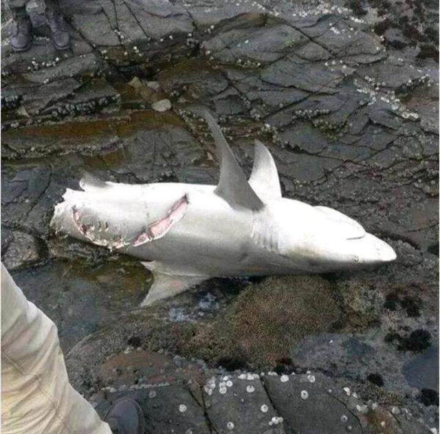 公牛真鲨百科介绍，死法最憋屈的动物
