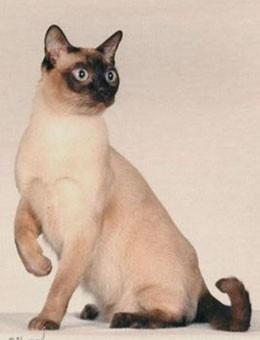 世界名猫品种，世界名猫品种大全