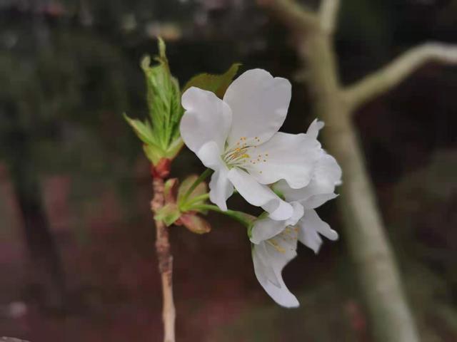清明适合赏花的地方，纷纷春雨过后是最美人间四月天