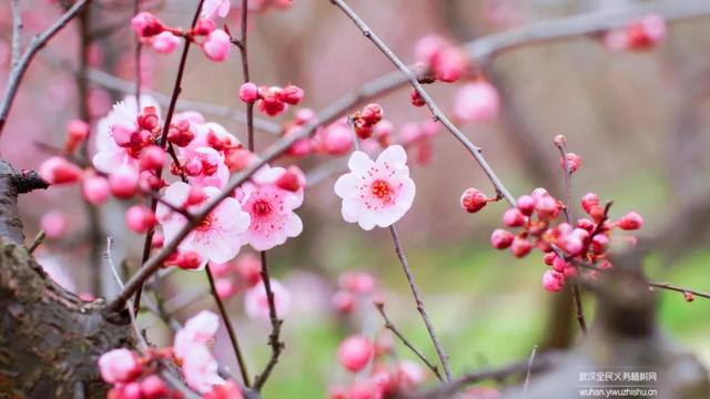蜡梅与腊梅的区别，蜡梅是梅花吗究竟是（腊梅花与蜡梅有什么区别）