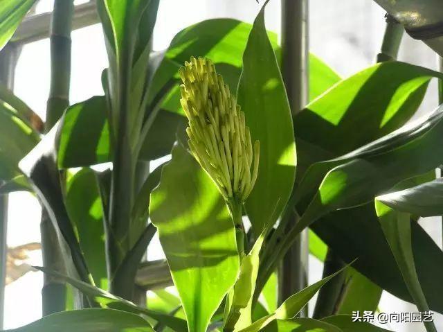 富贵竹开花图片，家里养了富贵竹开花了好吗