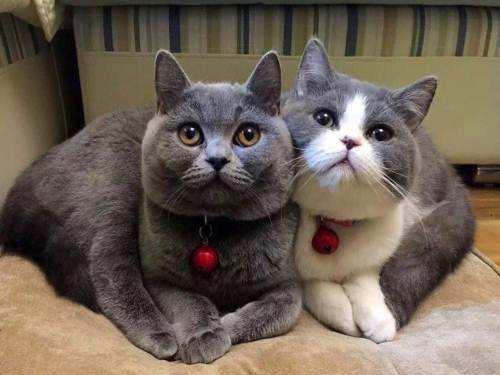 cfa猫，你必须了解关于英国短毛猫的一切