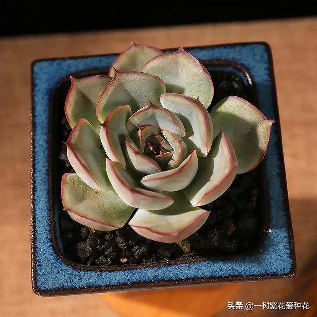 多肉花月夜外形介绍，12种多肉花月夜系多肉