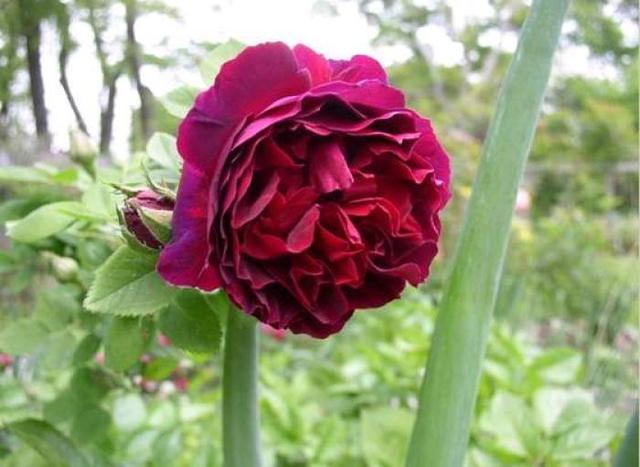 适合阳台养的小型月季哪个品种好，月季品种那么多