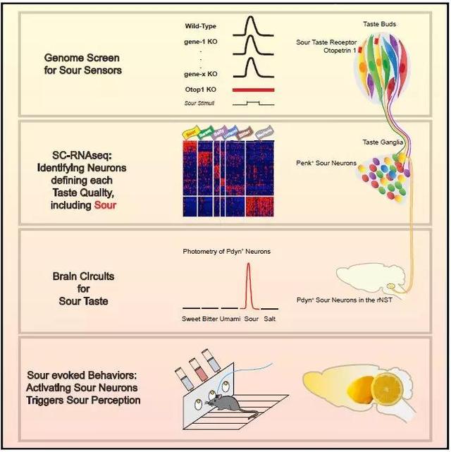 酸甜苦咸鲜5种味道神经元结构首次同时确定，神经元细胞工作原理