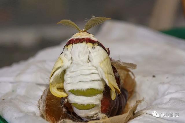 有哪些常见的飞蛾，自然记录蛾生一瞬