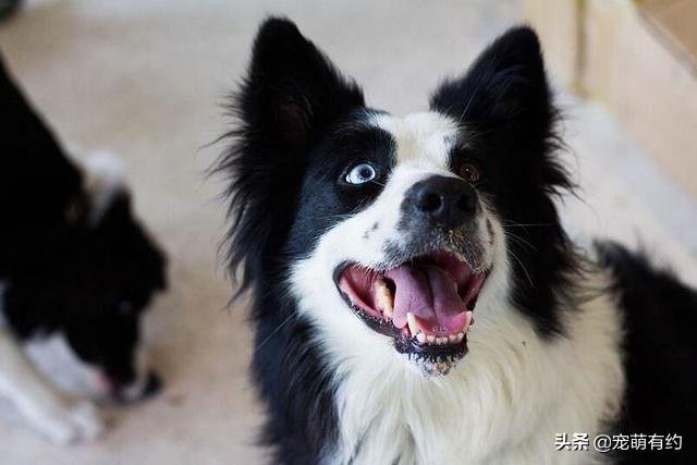 边境牧羊犬智商，边境牧羊犬聪明排名第几（都说边境牧羊犬聪明）