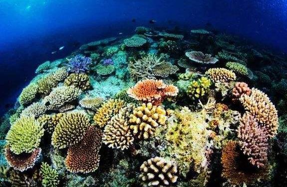 寒武纪时期出现的生物，这个5.14亿年前的生物