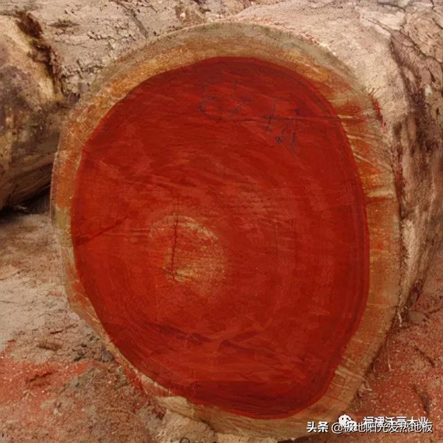 适合地热的实木地板板材，极地阳光带你探索深山选择发热地板的好木材