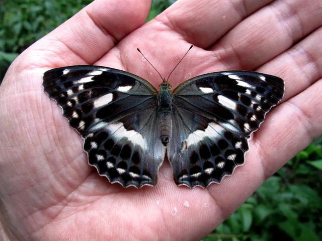 最常见的蝴蝶有哪几种，夏日赏蝶正当时