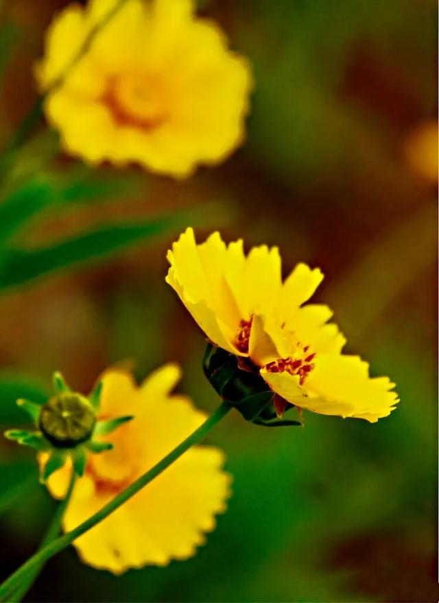 六月的菊花长啥样，一起去打卡西昌初夏美景