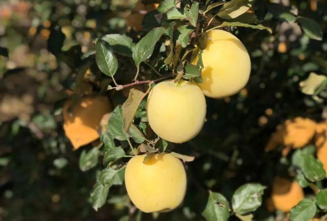 相见恨晚的5大珍果，四季珍果（相见恨晚的5大水果）