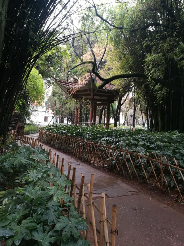 昆明海鸥最佳观赏地，去海埂大坝看海鸥前