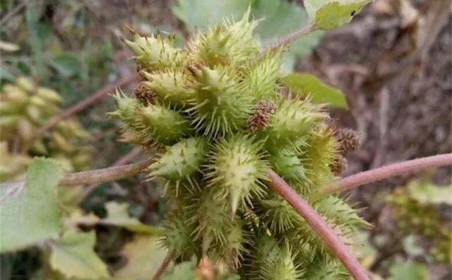 最常见二十种野花野草，都是童年的回忆