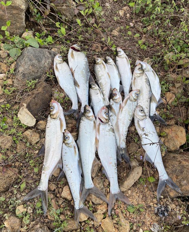 大翘嘴怎么钓上鱼最快，分享三种钓翘嘴的方法