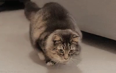 猫咪的4种睡姿代表什么，猫睡姿里藏着这些秘密