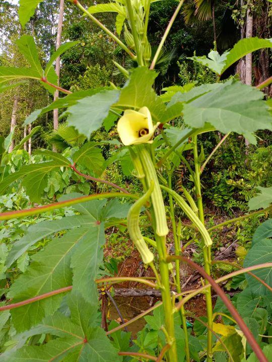 为什么很多人去印尼打工，记录印尼打工生活点滴