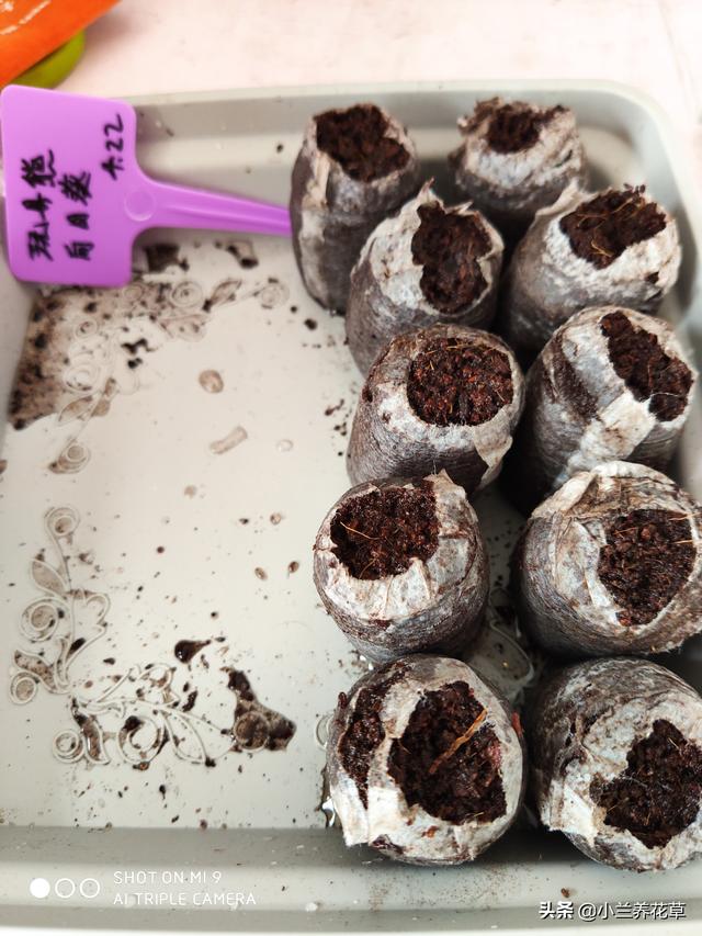 向日葵泰迪熊种子，夏天收获一片花海