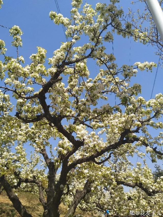 春夏秋冬四季什么花好看，这十种花几乎一年四季都开花