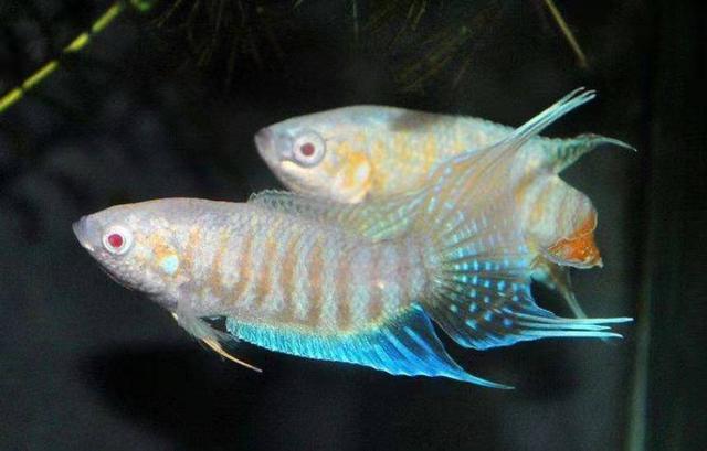 斗鱼的种类及特点，斗鱼科的观赏鱼都有哪些品种