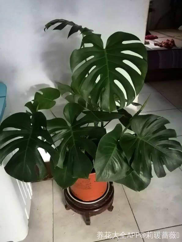 龟背竹的水养方法和注意事项，养龟背竹用对土