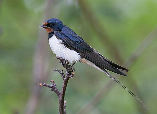 各国国鸟有哪些，世界各国国鸟大全
