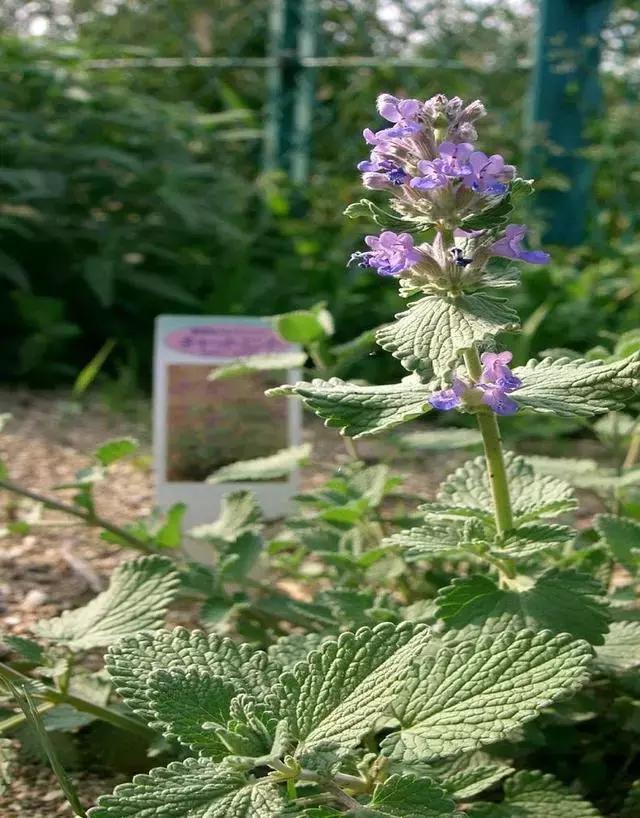 猫为什么喜欢猫薄荷，猫咪为什么只喜欢猫薄荷（网友分享家中猫咪遇到猫薄荷的照片）