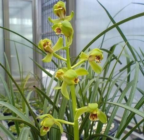 蕙兰老八种哪个是清香型，蕙兰的新八种赏析