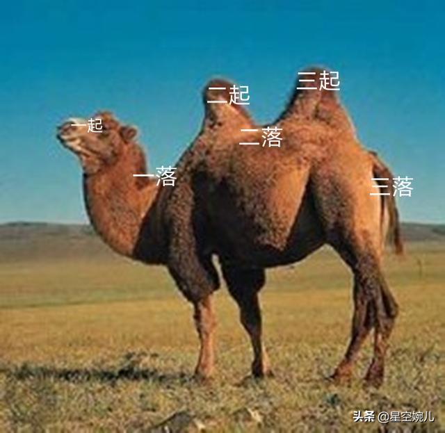 骆驼与祥子有什么相似之处，祥子和骆驼有什么联系