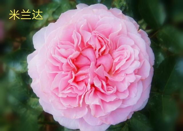 奥斯汀月季哪种最经典，香味浓郁还好养活。香味控别错过