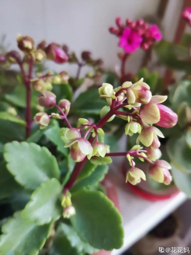 春夏秋冬四季什么花好看，这十种花几乎一年四季都开花