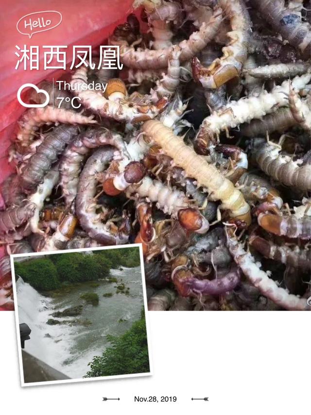 你们吃过虫子吗，你吃过这些虫吗