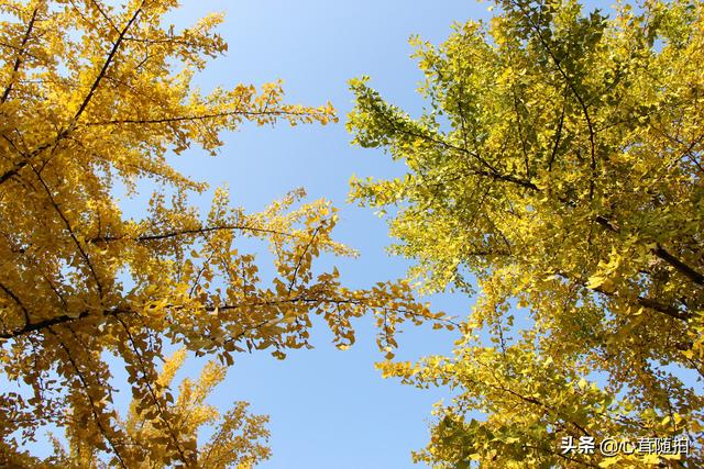 奥林匹克大道公园，奥林匹克公园美景图（小岛土著都不一定了解哦）