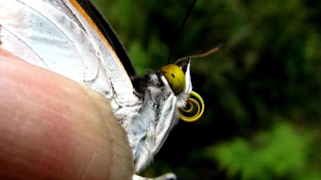 最常见的蝴蝶有哪几种，夏日赏蝶正当时