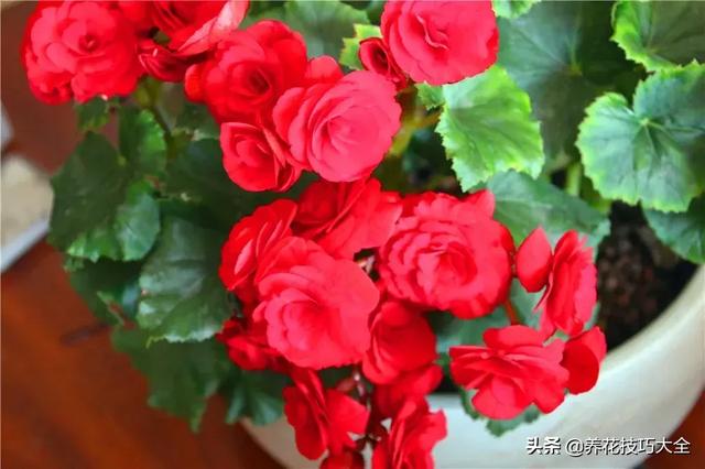 四季开花的花卉，十种四季开花的花卉有哪些（俏丽多姿的花卉）