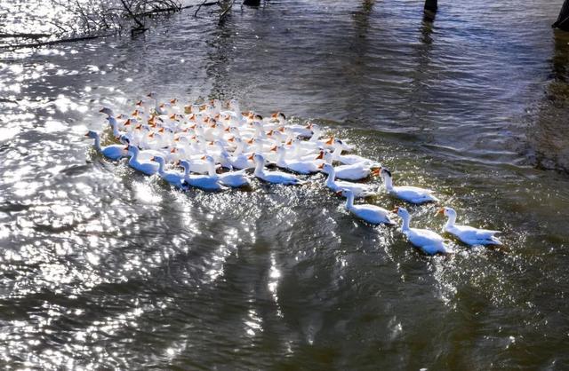 白洋淀冬天的生活，只有60来岁的人才会做……