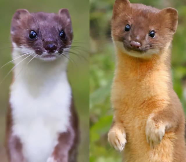 黄鼬真实长相复原图，因皮毛珍贵被人类捕杀