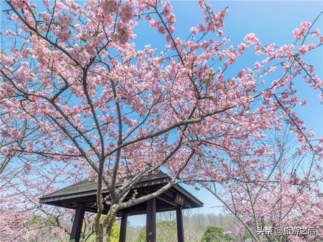 上海赏樱花都有哪些地方，本周末是染井吉野樱最佳观赏期