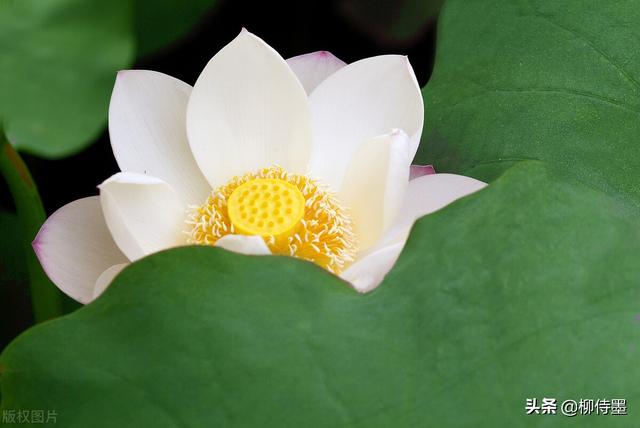 荷花拍照10个技巧，帮你把荷花拍得不一般