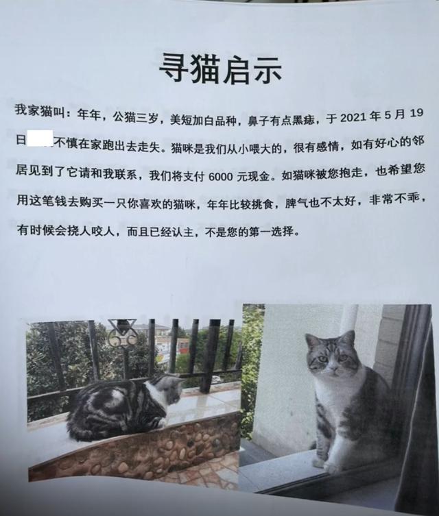 我的貓丟了，最後花了6000元才贖回來 萌趣萌寵 第5张
